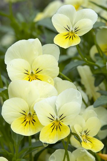 Floret;Floweret;Stamen;Pistel;Petals;Petal;Blossoms;Blossom;Bloom;Flowers;Flower;Closeup