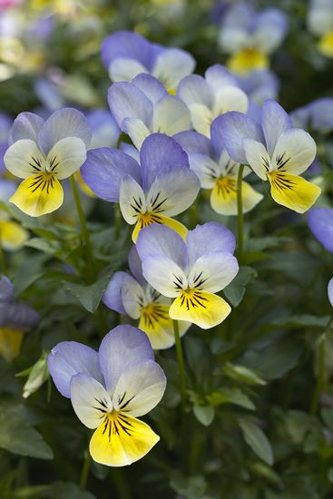 Floret;Floweret;Stamen;Pistel;Petals;Petal;Blossoms;Blossom;Bloom;Flowers;Flower;Closeup