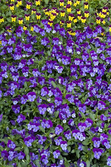 Floret;Floweret;Stamen;Pistel;Petals;Petal;Blossoms;Blossom;Bloom;Flowers;Flower;Closeup;Lavendar;Blue;Yellow