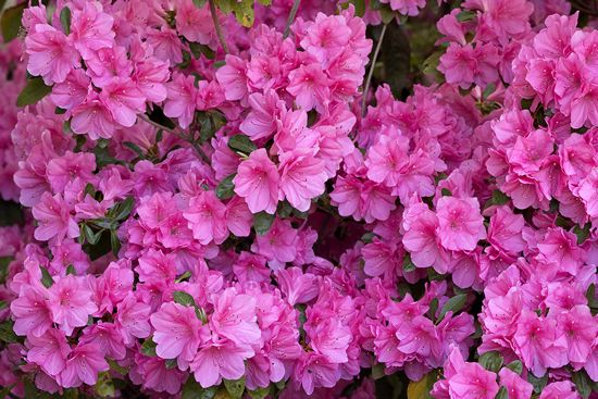 Floret;Floweret;Stamen;Pistel;Petals;Petal;Blossoms;Blossom;Bloom;Flowers;Flower
