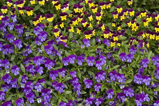 Textures;Shapes;Patterns;Abstractions;Abstract;Floret;Floweret;Stamen;Pistel;Petals;Petal;Blossoms;Blossom;Bloom;Flowers;Flower