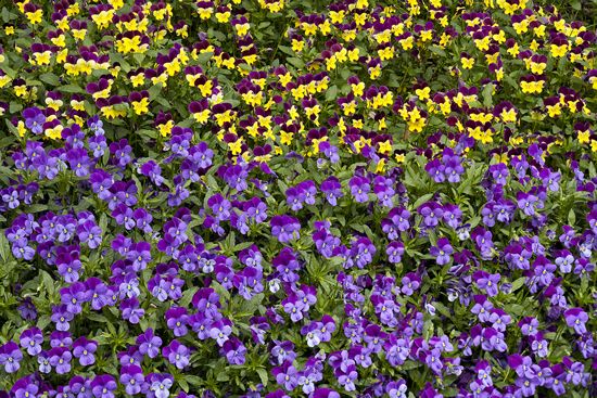 Textures;Shapes;Patterns;Abstractions;Abstract;Floret;Floweret;Stamen;Pistel;Petals;Petal;Blossoms;Blossom;Bloom;Flowers;Flower