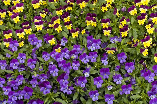 Textures;Shapes;Patterns;Abstractions;Abstract;Floret;Floweret;Stamen;Pistel;Petals;Petal;Blossoms;Blossom;Bloom;Flowers;Flower