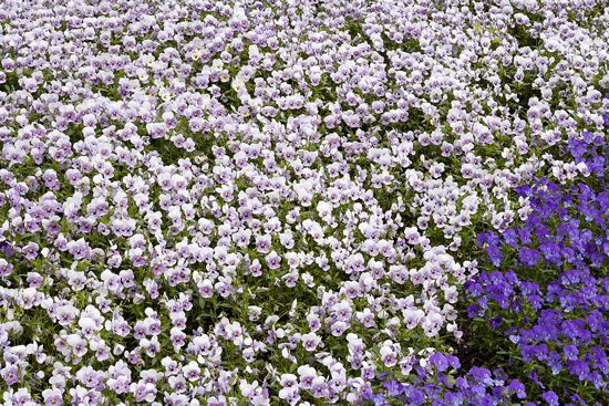 Textures;Shapes;Patterns;Abstractions;Abstract;Floret;Floweret;Stamen;Pistel;Petals;Petal;Blossoms;Blossom;Bloom;Flowers;Flower