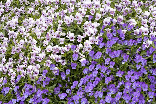 Textures;Shapes;Patterns;Abstractions;Abstract;Floret;Floweret;Stamen;Pistel;Petals;Petal;Blossoms;Blossom;Bloom;Flowers;Flower