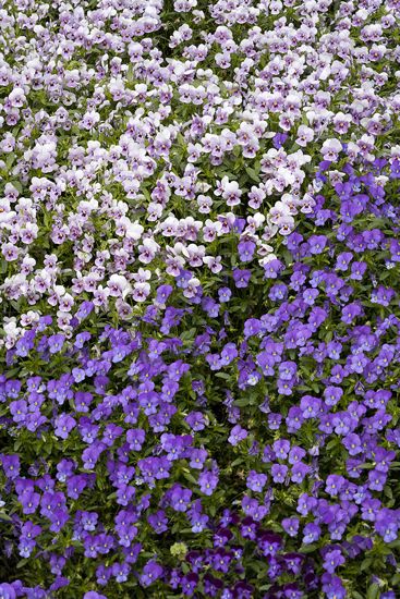 Textures;Shapes;Patterns;Abstractions;Abstract;Floret;Floweret;Stamen;Pistel;Petals;Petal;Blossoms;Blossom;Bloom;Flowers;Flower