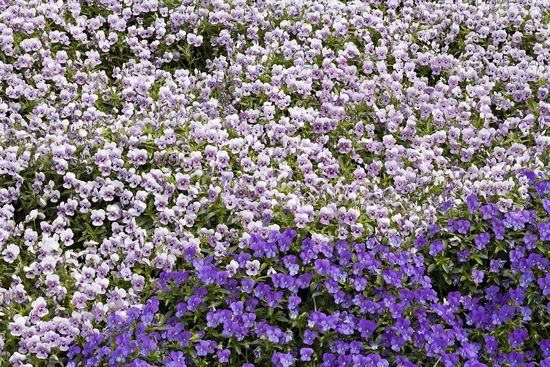 Textures;Shapes;Patterns;Abstractions;Abstract;Floret;Floweret;Stamen;Pistel;Petals;Petal;Blossoms;Blossom;Bloom;Flowers;Flower