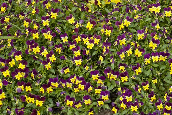 Textures;Shapes;Patterns;Abstractions;Abstract;Floret;Floweret;Stamen;Pistel;Petals;Petal;Blossoms;Blossom;Bloom;Flowers;Flower