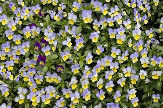 Textures;Shapes;Patterns;Abstractions;Abstract;Floret;Floweret;Stamen;Pistel;Petals;Petal;Blossoms;Blossom;Bloom;Flowers;Flower