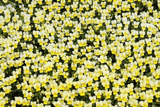 Textures;Shapes;Patterns;Abstractions;Abstract;Floret;Floweret;Stamen;Pistel;Petals;Petal;Blossoms;Blossom;Bloom;Flowers;Flower