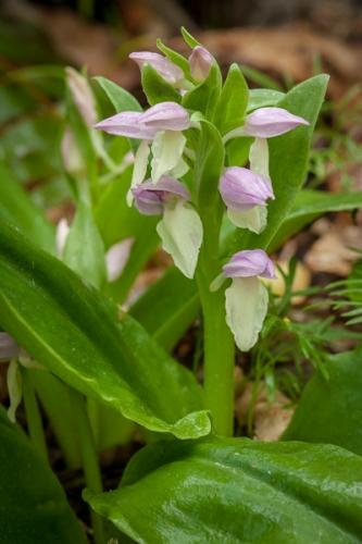 Bloom;Blooming;Blossom;Blossoms;Bluff;Botanical;Calm;Canyon;Close-up;Colorful;Cumberland Plateau;Dew;Droplets;Drops;Floral;Floweret;Flowering;Flowers;Flowers & Plants;Forest;Healing;Health care;Healthcare;Jamestown;Macro;Minimalism;Natural;Nature;Outdoor;Pastoral;Petal;Petals;Photojournalism;Pink;Pogue Creek;Rock Face;Rock formations;Seasons;Sheer;Spring;Springtime;Steep;Tennessee;United States;Water;Water Drops;bloom;botanicals;cliff;color;dew drops;dewy;drop;flora;floral;flower;garden;green;leaves;oneness;peaceful;plant;plants;restful;serene;soothing;tranquil;vegetation;wildflower;zen
