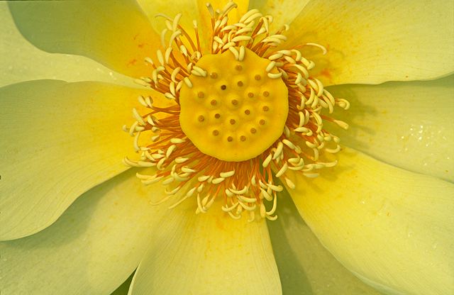 Flower;Blooming;Blossom;Bloom;Plants;Flowering;Botanical;Nature;Petal;Garden;Colorful;Outdoor;Vegetation;Natural;Floral;Herb;Flowers;Stamen;Pistil;Stem;Abstract;Abstractions;Patterns;Shapes;Textures