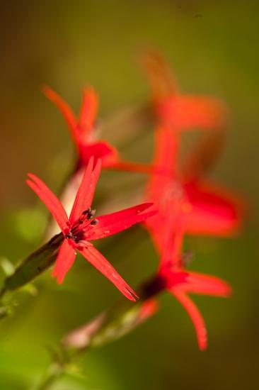 Bloom;Blossom;Blossoms;Botanical;Bud;Calm;Close-up;Fire Pink;Floral;Floret;Floweret;Flowering;Flowers;Healing;Health care;Healthcare;Macro;Nature;Pastoral;Petal;Petals;Pink;Pistel;Pistil;Short Springs State Natural Area;Silene virginica;Stamen;Tennessee;Tullahoma;United States;bloom;botanicals;color;flora;floral;flower;green;oneness;peaceful;plant;plants;red;restful;serene;soothing;tranquil;wildflower;zen