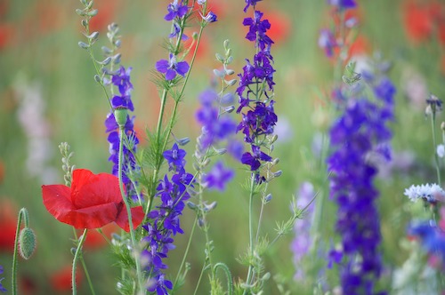 Bloom;Blossom;Blossoms;Blue;Floret;Flower;Floweret;Flowering;Flowers;Green;Petal;Petals;Pistel;Purple;Red;Stamen