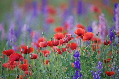 Bloom;Blossom;Blossoms;Blue;Floret;Flower;Floweret;Flowering;Flowers;Green;Petal;Petals;Pistel;Purple;Red;Stamen