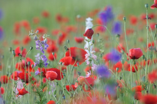 Bloom;Blossom;Blossoms;Blue;Floret;Flower;Floweret;Flowering;Flowers;Green;Petal;Petals;Pistel;Purple;Red;Stamen