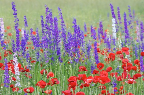 Bloom;Blossom;Blossoms;Blue;Floret;Flower;Floweret;Flowering;Flowers;Green;Petal;Petals;Pistel;Purple;Red;Stamen