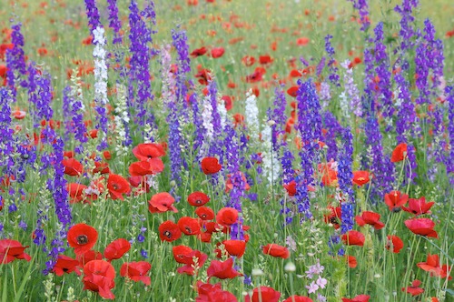 Bloom;Blossom;Blossoms;Blue;Floret;Flower;Floweret;Flowering;Flowers;Green;Petal;Petals;Pistel;Purple;Red;Stamen