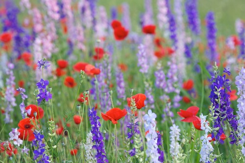 Bloom;Blossom;Blossoms;Blue;Floret;Flower;Floweret;Flowering;Flowers;Green;Petal;Petals;Pistel;Purple;Red;Stamen