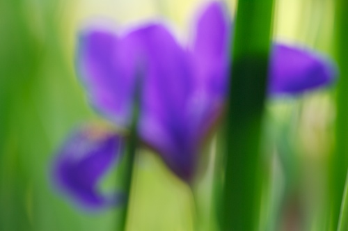 Bloom;Blossom;Blossoms;Blue;Floret;Flower;Floweret;Flowering;Flowers;Green;Petal;Petals;Pistel;Purple;Spring;Stamen