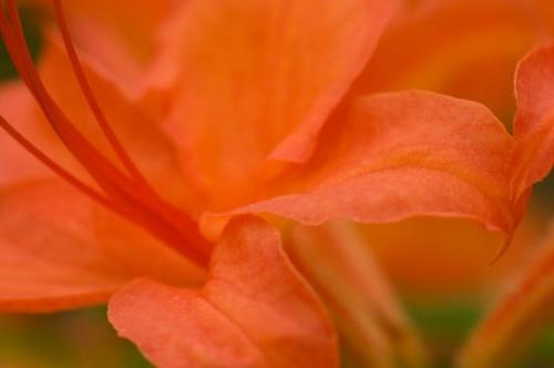 Blossom;Blossoms;Flowering;Flowers;Red;Floweret;Flower;Orange;Pistil;Stamen;Petal;Floret;Bloom;Petals;Tennessee;Savage Gulf State Natural Area;Beersheba Springs