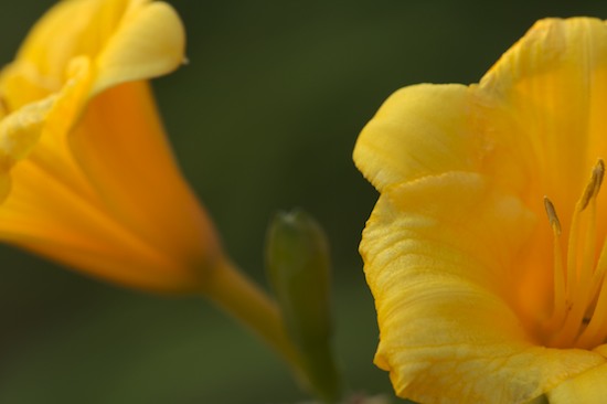 Bloom;Blossom;Blossoms;Floret;Flower;Floweret;Flowering;Flowers;Green;Lily;Petal;Petals;Pistil;Stamen;Yellow