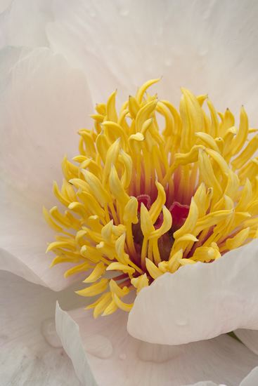 Floret;Floweret;Stamen;Pistel;Petals;Petal;Blossoms;Blossom;Bloom;Flowers;Flower;Textures;Shapes;Patterns;Abstractions;Abstract