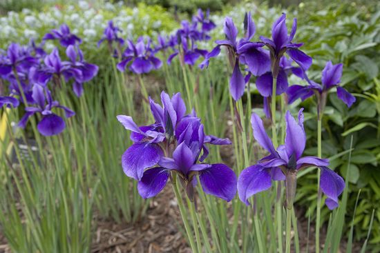 New York;Ithaca;Cornell Arboretum;Floret;Floweret;Stamen;Pistel;Petals;Petal;Blossoms;Blossom;Bloom;Flowers;Flower