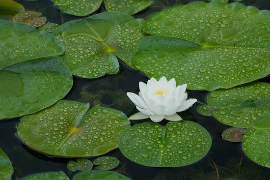 Bloom;Blossom;Blossoms;Floret;Flower;Floweret;Flowers;Lagoon;Lake;lotus;Petal;Petals;Pistil;Pond;Pool;Reservoir;Stamen;Water