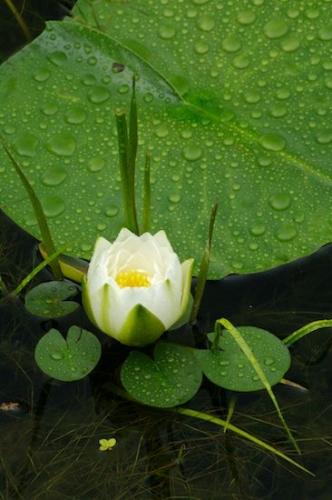 Stamen;aquatic;Floret;Blossom;Flower;Foliage;Blossoms;Vein;Leaf;Abstract;Bloom;Petals;Patterns;Petal;Leafy;Shapes;Floweret;Leaves;Textures;Pistil;Flowers;Abstractions