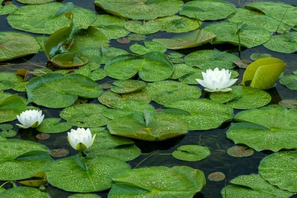 Abstract;Abstraction;Abstractions;Bloom;Blossom;Blossoms;Calm;Concepts;Cool Colors;Cool Palette;Cool Tones;Dew;Droplets;Drops;Flora;Floral;Floret;Flower;Floweret;Flowering;Flowers;Flowers & Plants;Green;Greens;Healing;Health care;Healthcare;Leaf;Leafy;Minimalism;Nature;Oneness;Pastoral;Patterns;Personal;Petal;Petals;Pistil;Pool;Stamen;Stock categories;Textures;Vein;Water;Water Drops;Waterscape;Wildflower;aquatic;bloom;color;dew drops;dewy;drop;flora;floral;flower;foliage;leaves;pattern;peaceful;plants;restful;serene;shapes;soothing;tranquil;zen