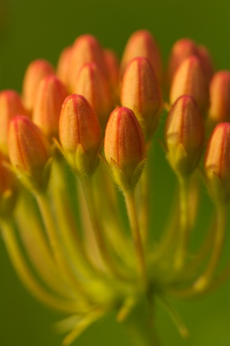 Bloom;Blossom;Blossoms;botanical;botanicals;botany;flora;Floret;Flower;Floweret;Flowering;Flowers;Green;greenery;herb;herbage;Orange;Petal;Petals;Pistel;plant;plants;shrub;Stamen;vegetation