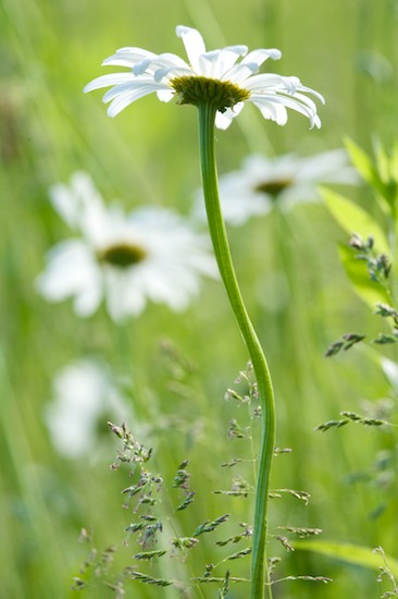 Abstract;Abstractions;Bloom;Blossom;Blossoms;Daisy;damp;Dew;dewy;drop;droplet;Floret;Flower;Floweret;Flowers;grass;Green;moisture;Patterns;Petal;Petals;Pistil;Shapes;Stamen;Summer;Textures;water;wet;White;Yellow