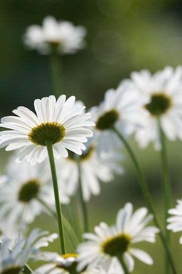 Abstract;Abstractions;Bloom;Blossom;Blossoms;Daisy;damp;Dew;dewy;drop;droplet;Floret;Flower;Floweret;Flowers;grass;Green;moisture;Patterns;Petal;Petals;Pistil;Shapes;Stamen;Summer;Textures;water;wet;White;Yellow