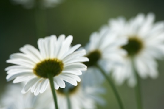 Abstract;Abstractions;Bloom;Blossom;Blossoms;Daisy;damp;Dew;dewy;drop;droplet;Floret;Flower;Floweret;Flowers;grass;Green;moisture;Patterns;Petal;Petals;Pistil;Shapes;Stamen;Summer;Textures;water;wet;White;Yellow