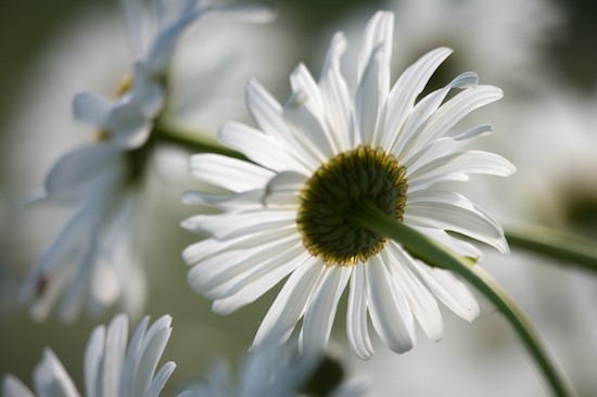 Abstract;Abstractions;Bloom;Blossom;Blossoms;Daisy;damp;Dew;dewy;drop;droplet;Floret;Flower;Floweret;Flowers;grass;Green;moisture;Patterns;Petal;Petals;Pistil;Shapes;Soft Focus;Stamen;Summer;Textures;water;wet;White;Yellow