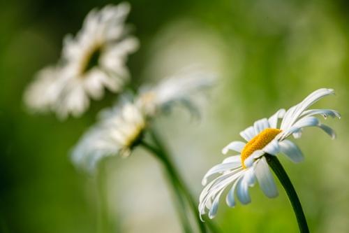 Abstract;Abstractions;Bloom;Blossom;Blossoms;Botanical;Calm;Close-up;Daisies;Dew;Floret;Flower;Floweret;Flowering;Flowers;Flowers & Plants;Healing;Health care;Healthcare;Image type;Macro;Nature;Pastoral;Patterns;Petal;Petals;Photo specs;Pistil;Preparations;Seasons;Spring;Springtime;Stamen;Stock categories;Textures;Water;Wedding;Yellow;bloom;daisy;damp;dewy;drop;droplet;flora;floral;flower;grass;green;moisture;oneness;peaceful;plants;restful;serene;shapes;soothing;tranquil;wet;wildflower;zen