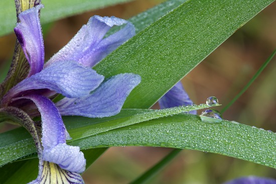 Bloom;Blossom;Blossoms;Damp;Dew;Dewy;Drop;Droplet;Floret;Flower;Floweret;Flowers;Moisture;Petal;Petals;Pistil;Stamen;Water;Wet