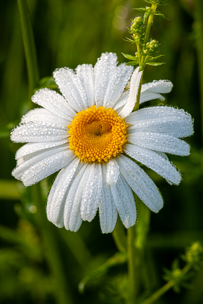 Abstract;Abstractions;Bloom;Blossom;Blossoms;Calm;Close-up;Daisies;Dew;Flora;Floral;Floret;Flower;Floweret;Flowering;Flowers;Flowers & Plants;Healing;Health care;Healthcare;Nature;Pastoral;Patterns;Petal;Petals;Pistil;Stamen;Stock categories;Sunlight;Sunshine;Textures;Water;Yellow;bloom;daisy;damp;dewy;drop;droplet;flora;floral;flower;grass;green;moisture;oneness;orange;peaceful;plants;restful;serene;shapes;soothing;sunlit;tranquil;wet;wildflower;zen