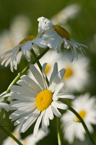 Abstract;Abstractions;Bloom;Blossom;Blossoms;Daisy;damp;Dew;dewy;drop;droplet;Floret;Flower;Floweret;Flowers;grass;Green;moisture;Patterns;Petal;Petals;Pistil;Shapes;Stamen;Summer;Textures;water;wet;White;Yellow