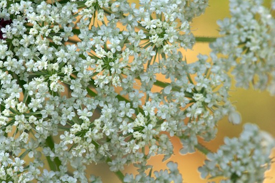 Abstract;Abstractions;Bloom;Blossom;Blossoms;Cumberland Mountains;Floret;Flower;Floweret;Flowering;Flowers;Patterns;Petal;Petals;Pistil;Shapes;Stamen;Textures