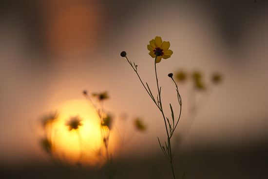 Break of Day;First Light;Daybreak;Dawn;Morning;Sun-up;Sunrise;Textures;Shapes;Patterns;Abstractions;Abstract;Floret;Floweret;Stamen;Pistel;Petals;Petal;Blossoms;Blossom;Bloom;Flowers;Flower;Evening;Dusk;Nightfall;Sundown;Sunset