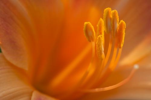 Abstract;Abstractions;Bloom;Blossom;Blossoms;Botanical;Calm;Close-up;Floral;Floret;Floweret;Flowering;Flowers;Flowers & Plants;Gold;Healing;Health care;Healthcare;Macro;Nature;Pastoral;Patterns;Petal;Petals;Pistil;Preparations;Stamen;Stock categories;Tan;Textures;Warm Colors;Warm Palette;Warm Tones;Wedding;Yellow;bloom;botanicals;color;flora;floral;flower;oneness;orange;peaceful;plant;plants;restful;serene;shapes;soothing;tranquil;zen