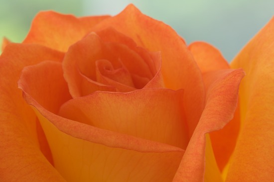 Abstract;Abstractions;Bloom;Blossom;Blossoms;Floret;Flower;Floweret;Flowering;Flowers;Orange;Patterns;Petal;Petals;Shapes;Textures