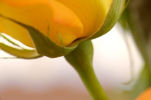 Shapes;Pistil;Patterns;Textures;close-up;Orange;Petals;Stamen;Floret;Green;Abstractions;Abstract;Flowers;Red;Floweret;Flowering;Petal;Flower;Bloom;Blossoms;Blossom