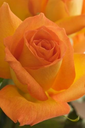 Blossom;Flowering;Blossoms;Close-up;Petal;Pistil;Red;Petals;Stamen;Floret;Flower;Floweret;Flowers;Green;Orange;Bloom