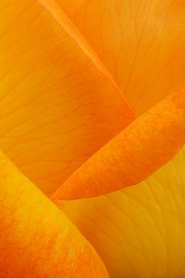 Abstract;Abstractions;Bloom;Blossom;Blossoms;Floret;Flower;Floweret;Flowering;Flowers;Orange;Patterns;Petal;Petals;Shapes;Textures
