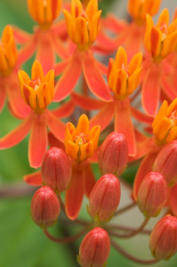 Abstract;Abstractions;Bloom;Blooming;Blossom;Botanical;Colorful;Flower;Flowering;Flowers;Garden;Green;Jamestown;Natural;Nature;Orange;Outdoor;Patterns;Petal;Plants;Pogue Creek;Shapes;Tennessee;Vegetation