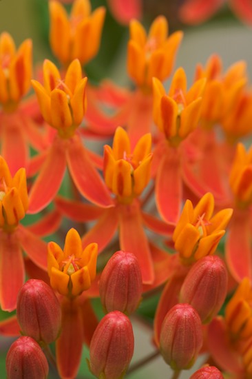 Abstract;Abstractions;Bloom;Blooming;Blossom;Botanical;Colorful;Flower;Flowering;Flowers;Garden;Green;Jamestown;Natural;Nature;Orange;Outdoor;Patterns;Petal;Plants;Pogue Creek;Shapes;Tennessee;Vegetation