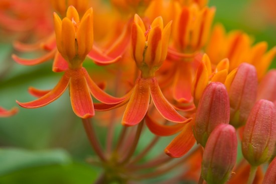 Abstract;Abstractions;Bloom;Blooming;Blossom;Botanical;Colorful;Flower;Flowering;Flowers;Garden;Green;Jamestown;Natural;Nature;Orange;Outdoor;Patterns;Petal;Plants;Pogue Creek;Shapes;Tennessee;Vegetation